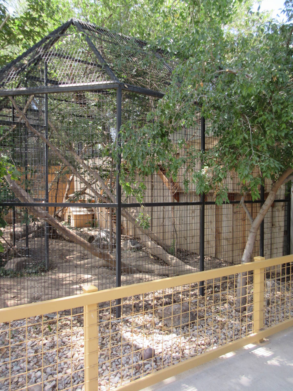 Coati Exhibit