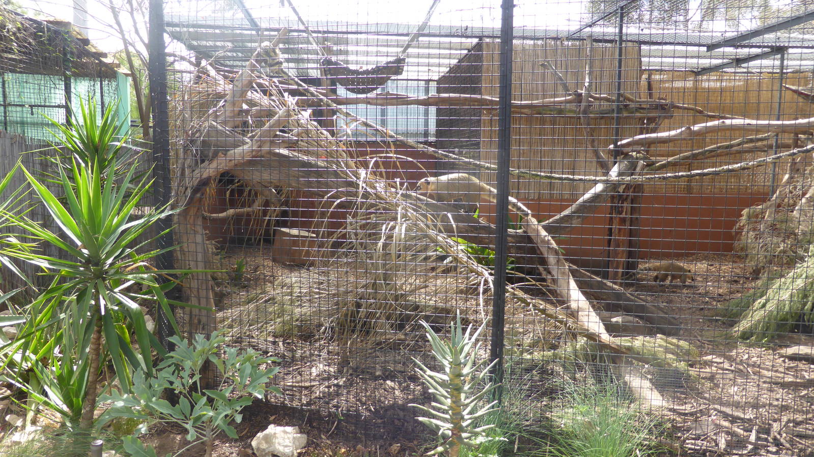 Coati exhibit