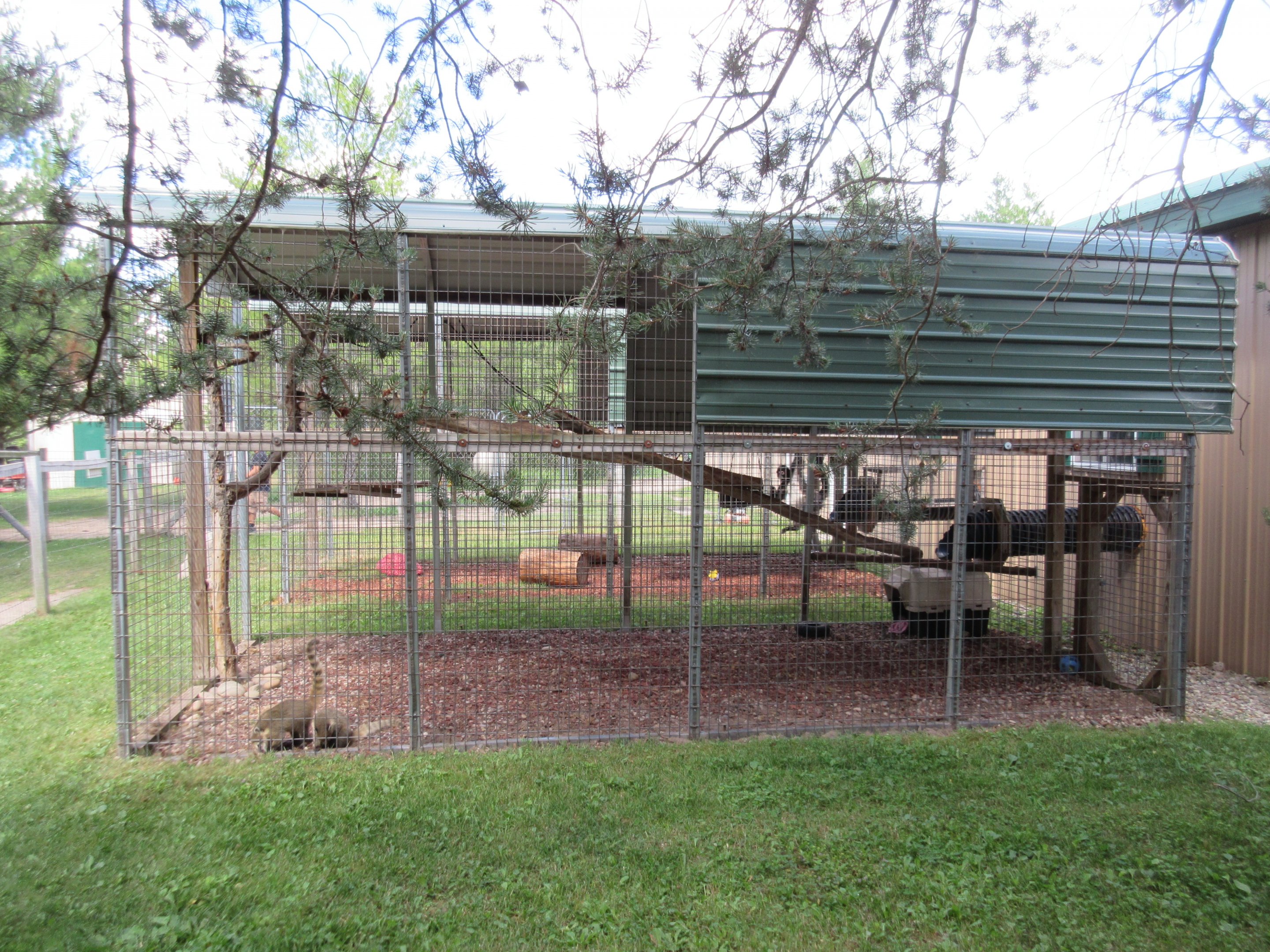 Coati Exhibit