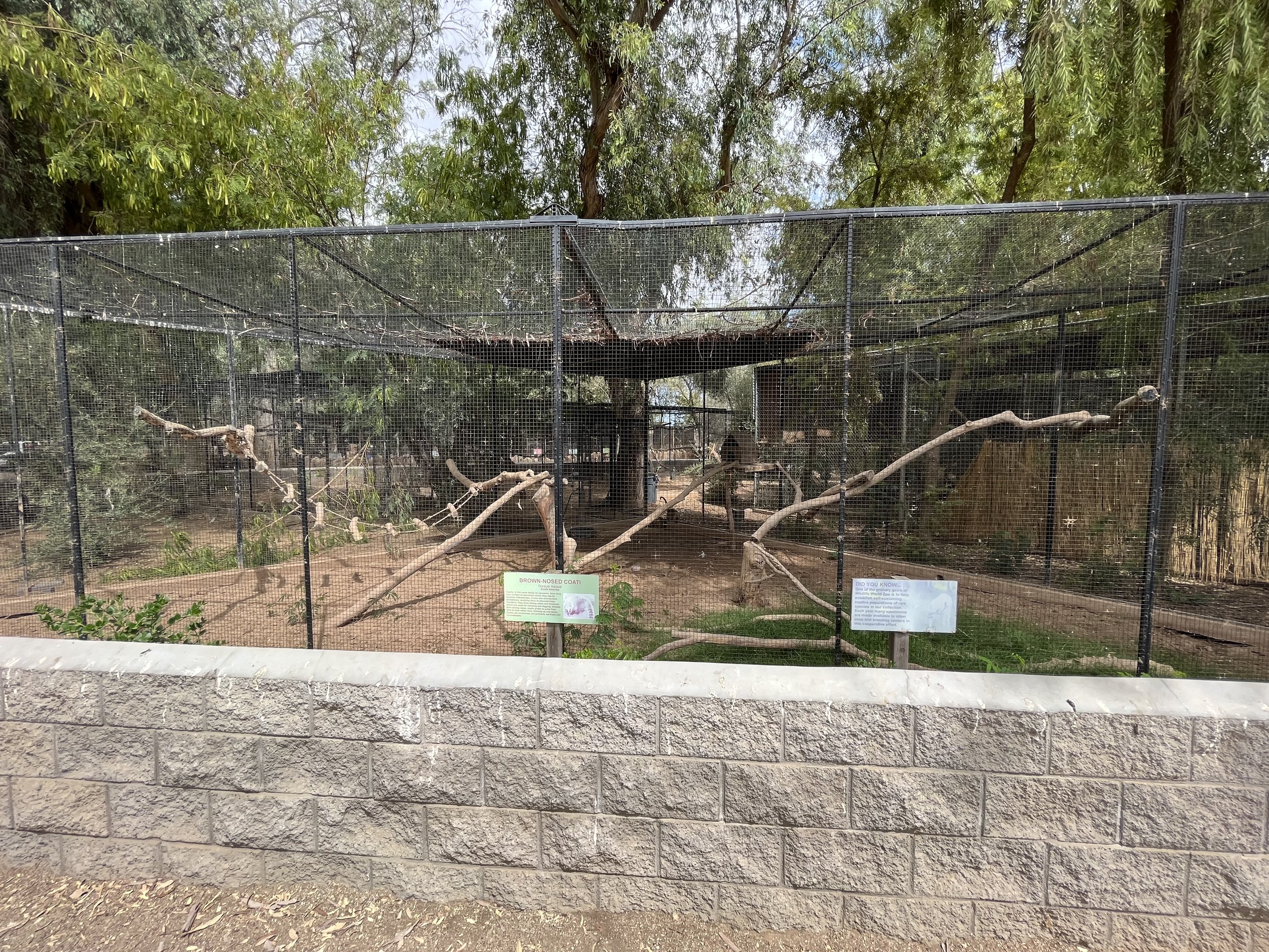 Coati Exhibit