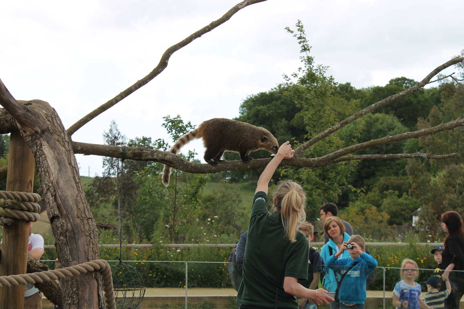 Coati feed