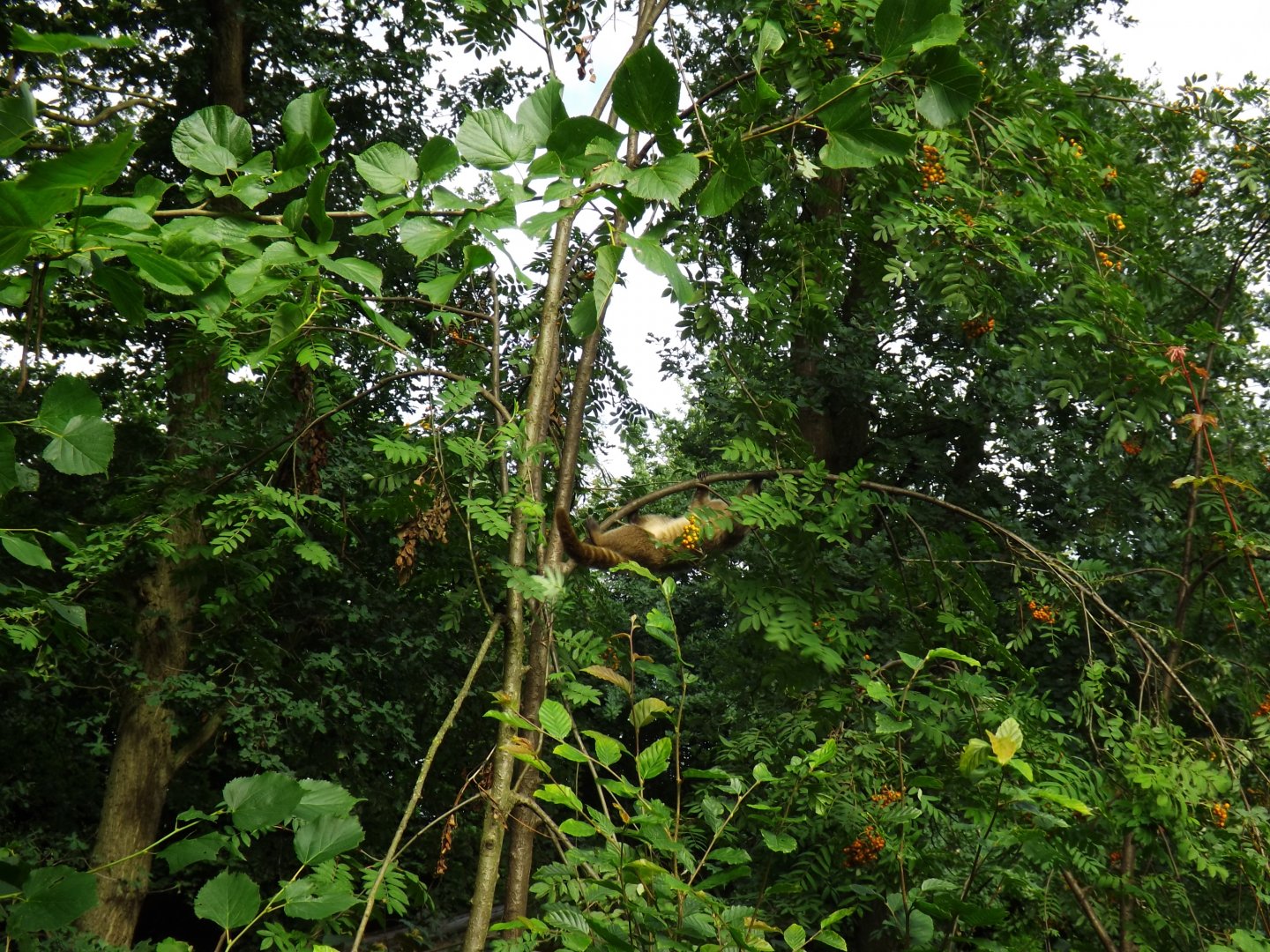 Coati in a tree