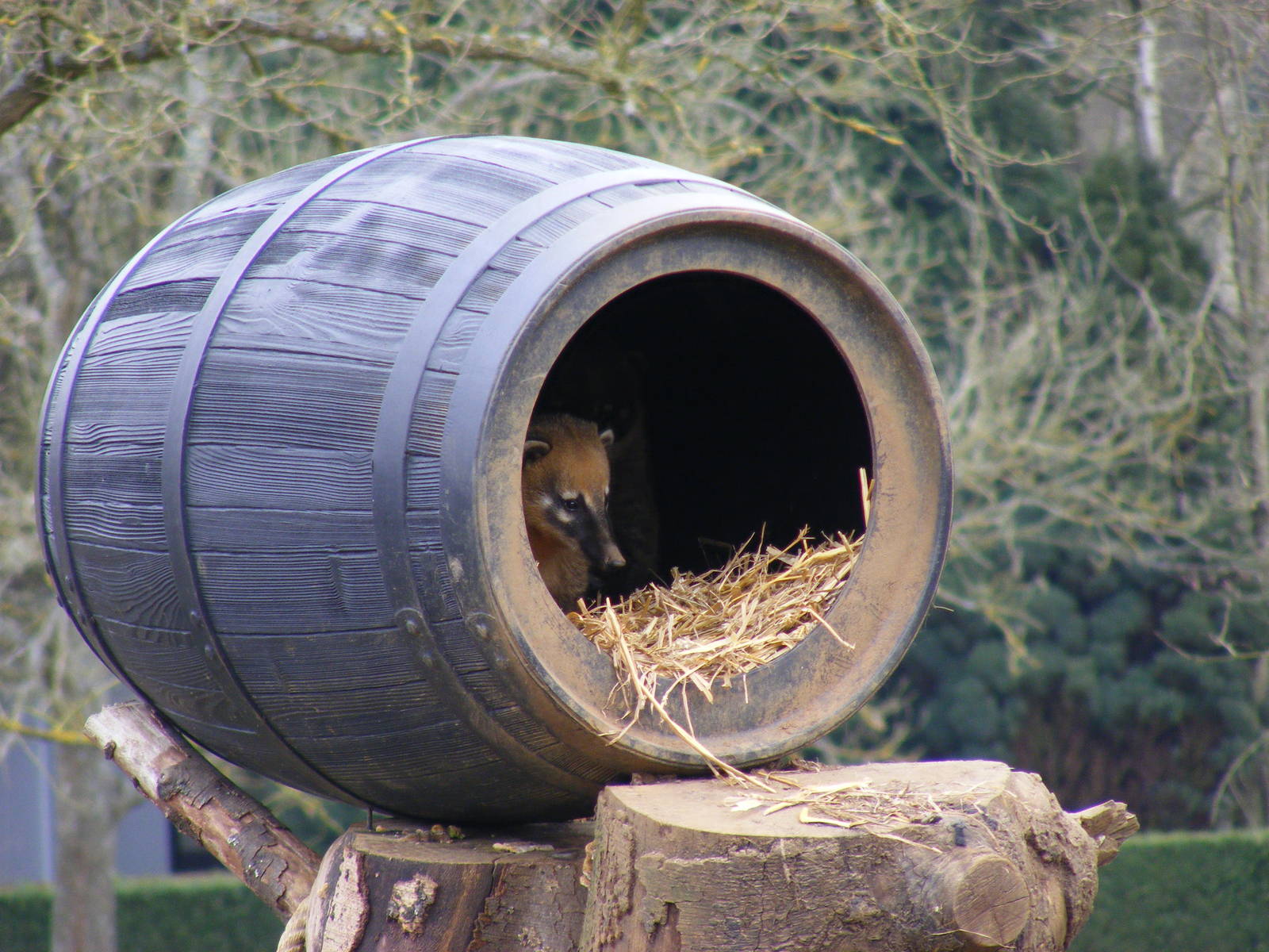 Coati in barrel at Beale Park, 13th March 2010