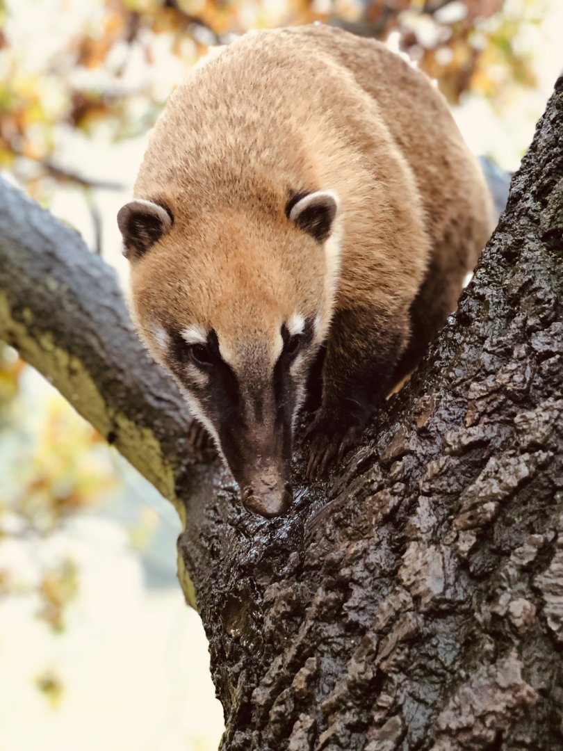 Coati in the oak tree
