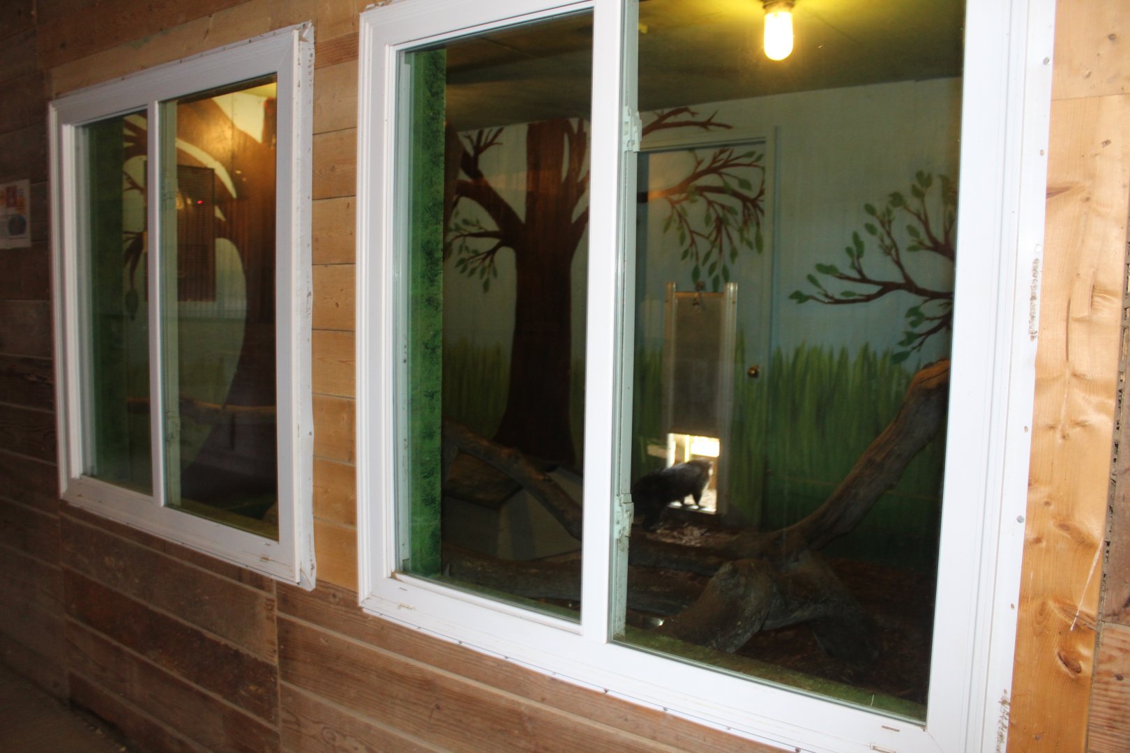 Coati Indoor Exhibit