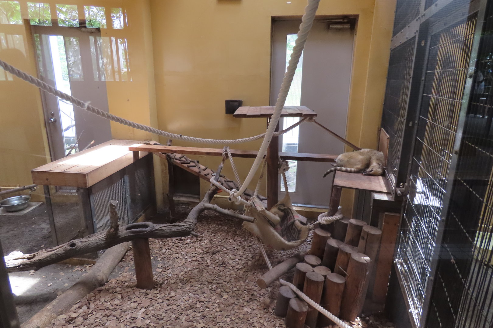 Coati indoor exhibit