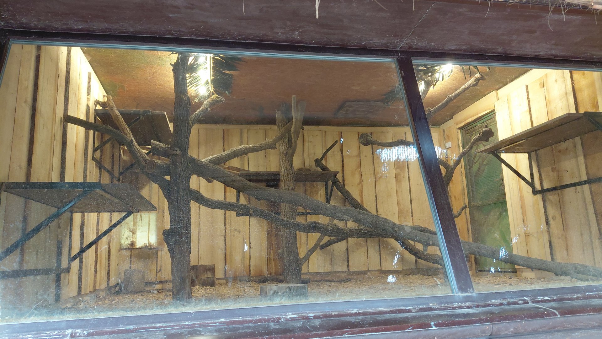 Coati indoor exhibit