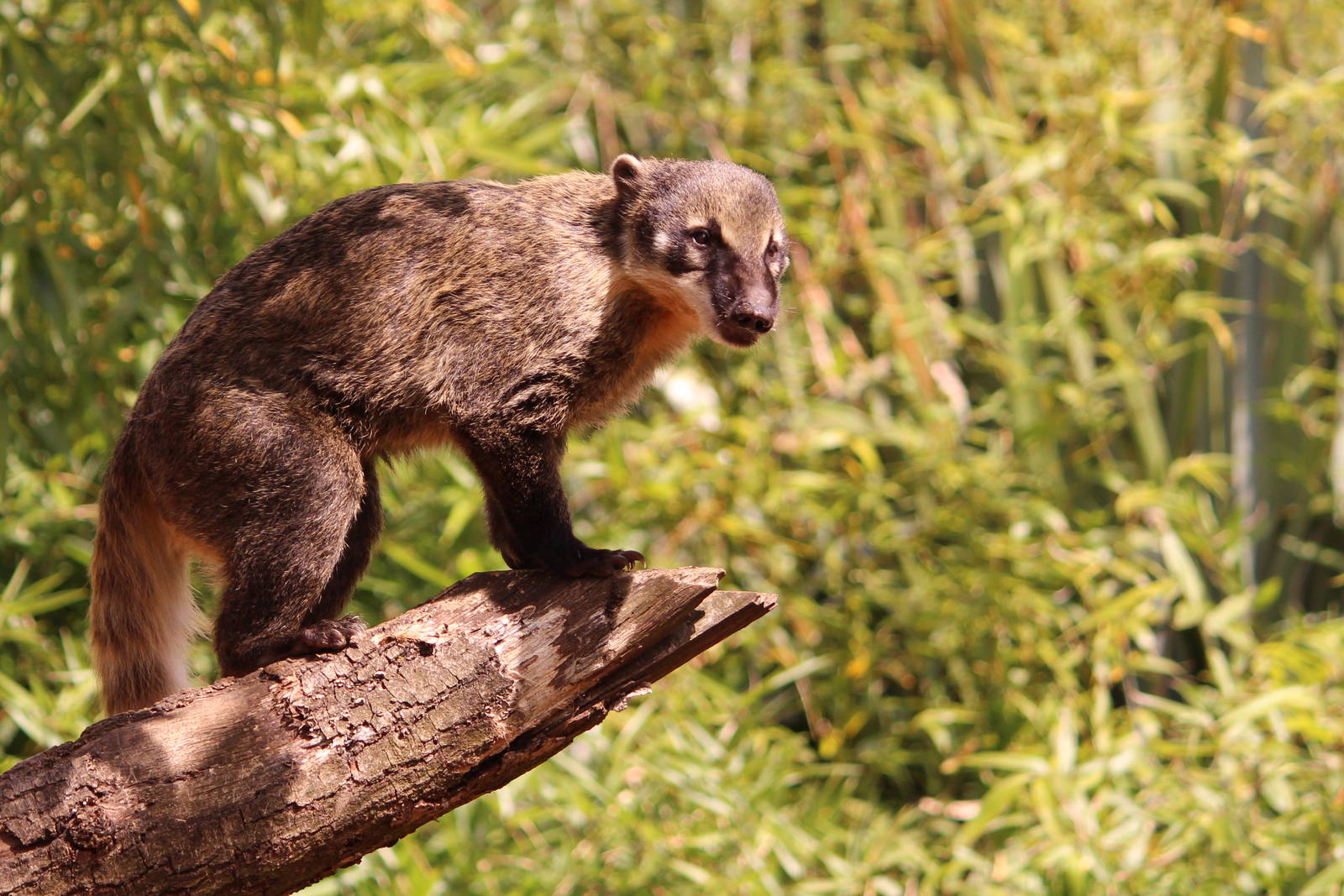 Coati, June 2013