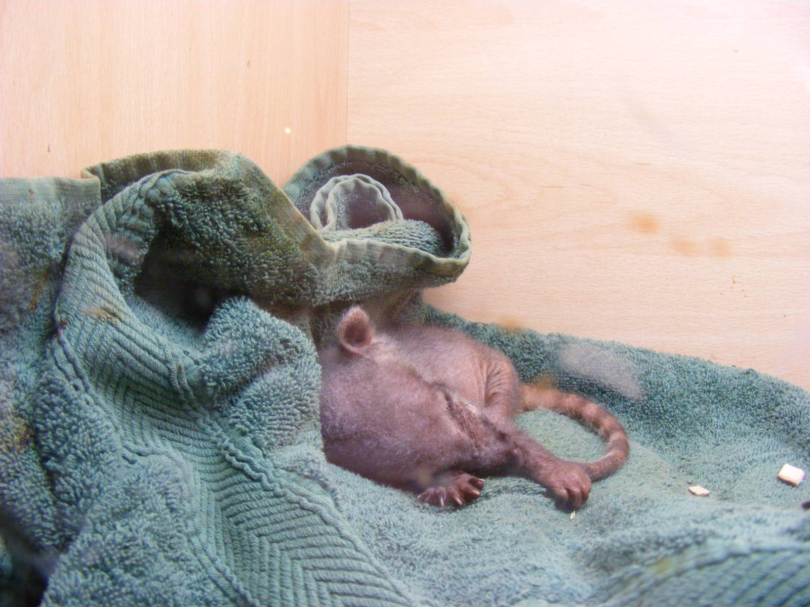 Coati kit at Wickid Pets - Animal Adventure, 29 April 2011