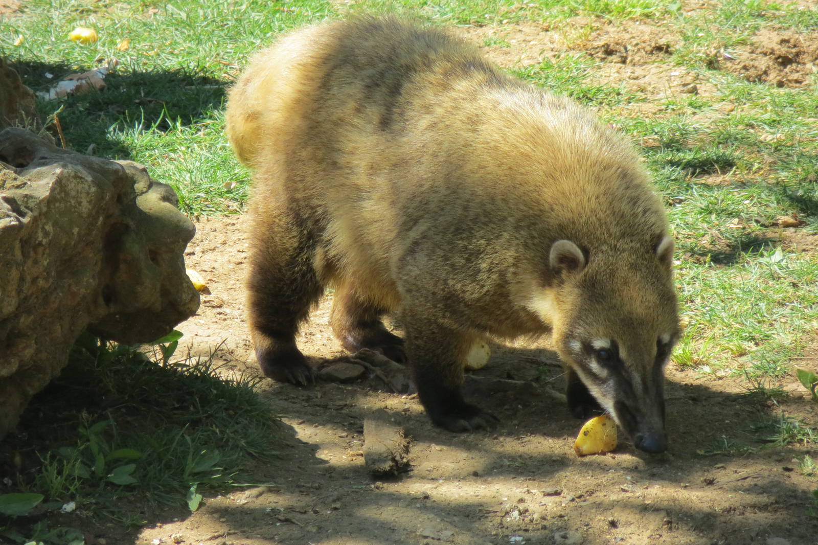 Coati May 2014