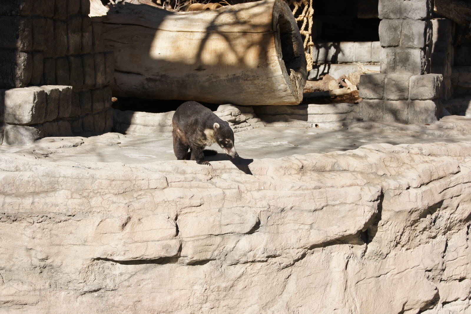 Coati - Maybe I should Jump