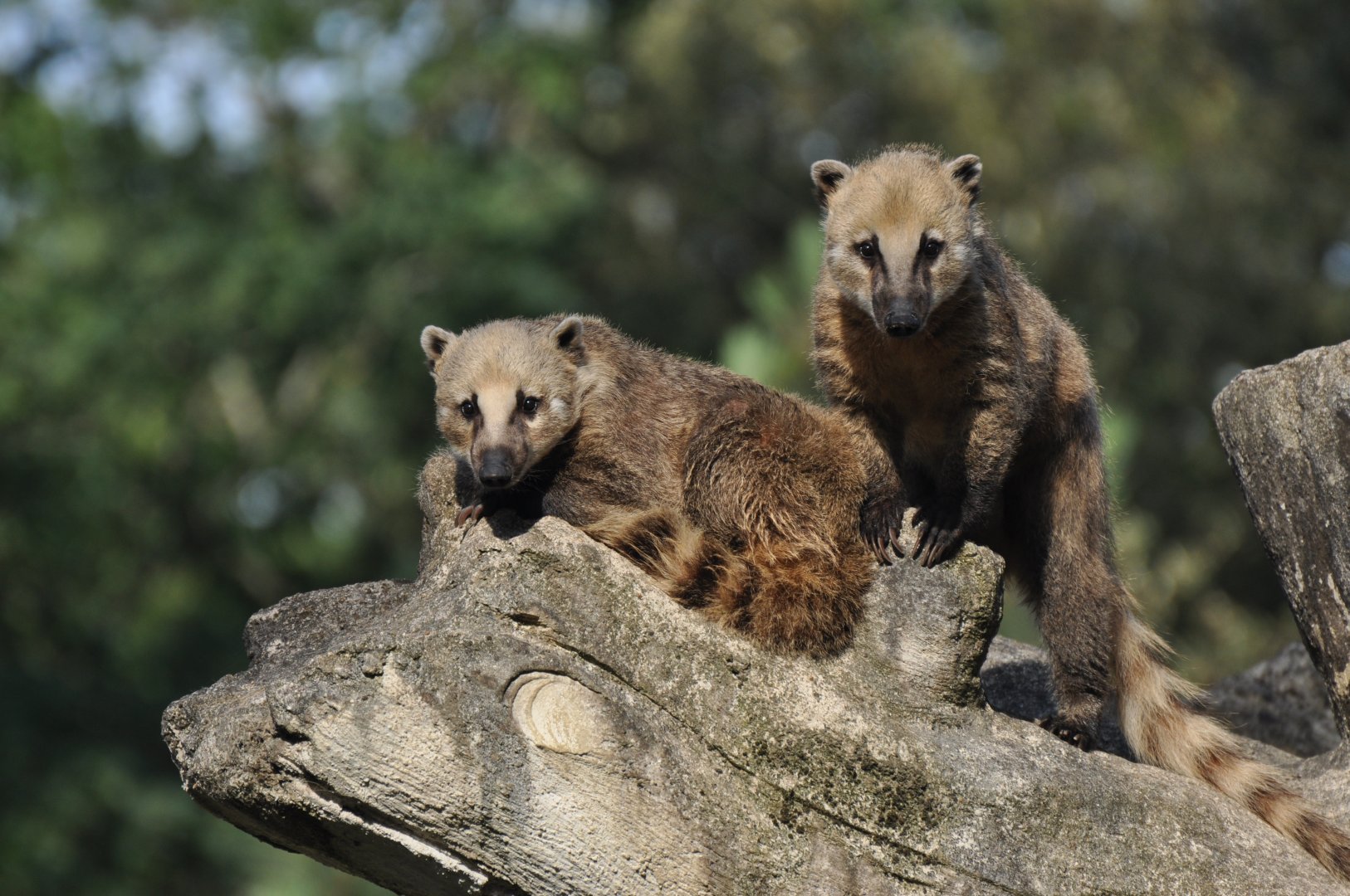 Coati (Nasua nasua)