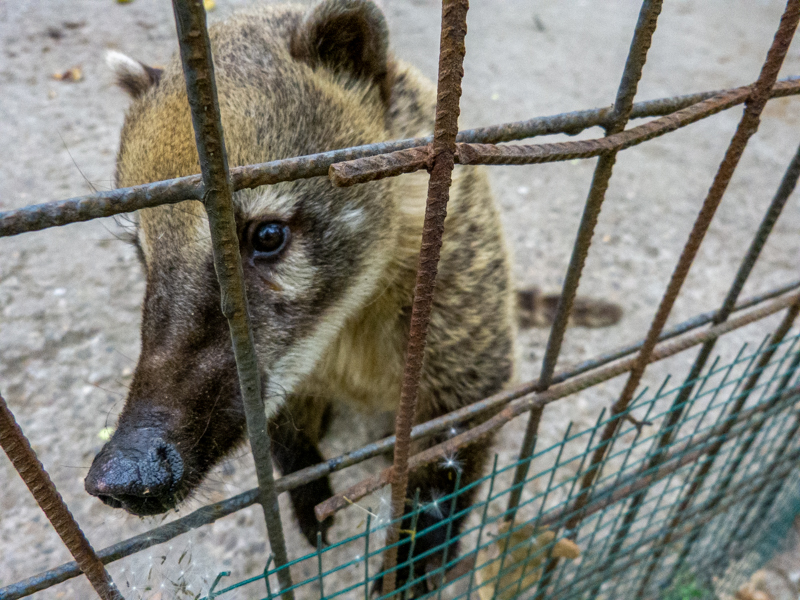 Coati / Nasua nasua