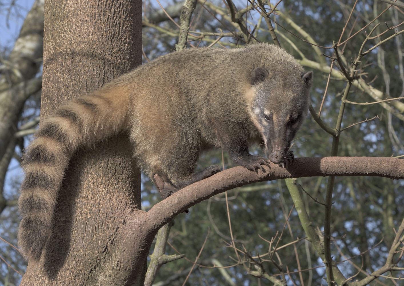Coati on a stick