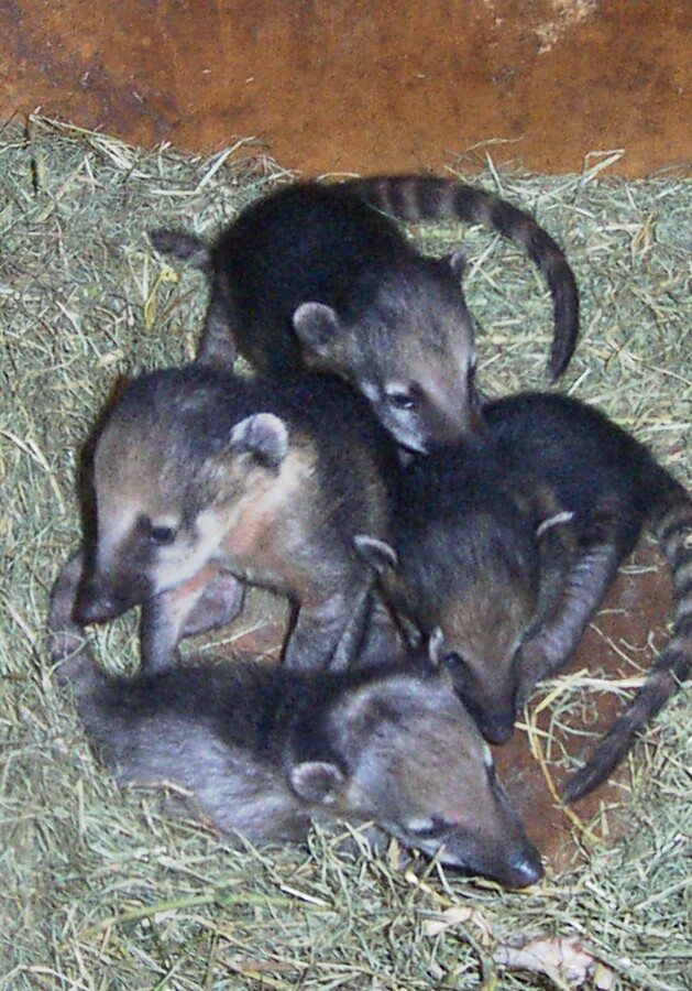 Coati (one month)