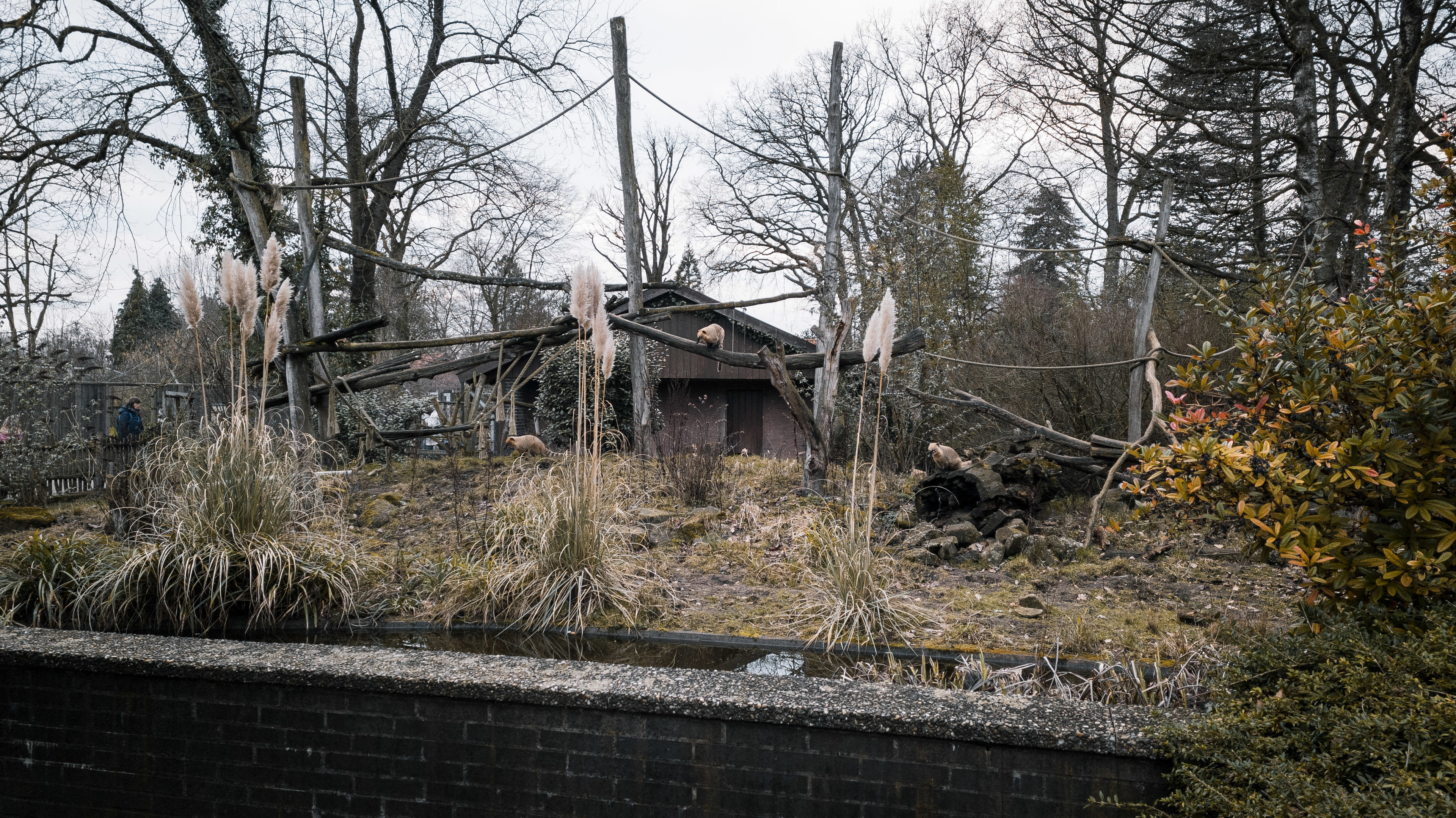 Coati outdoor enclosure