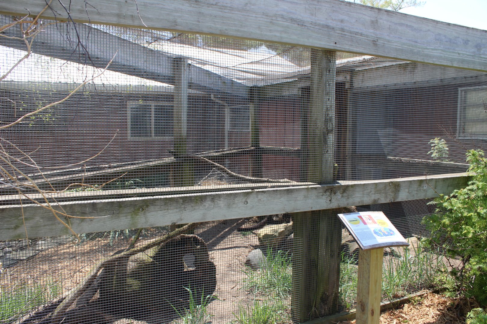 Coati Outdoor Exhibit