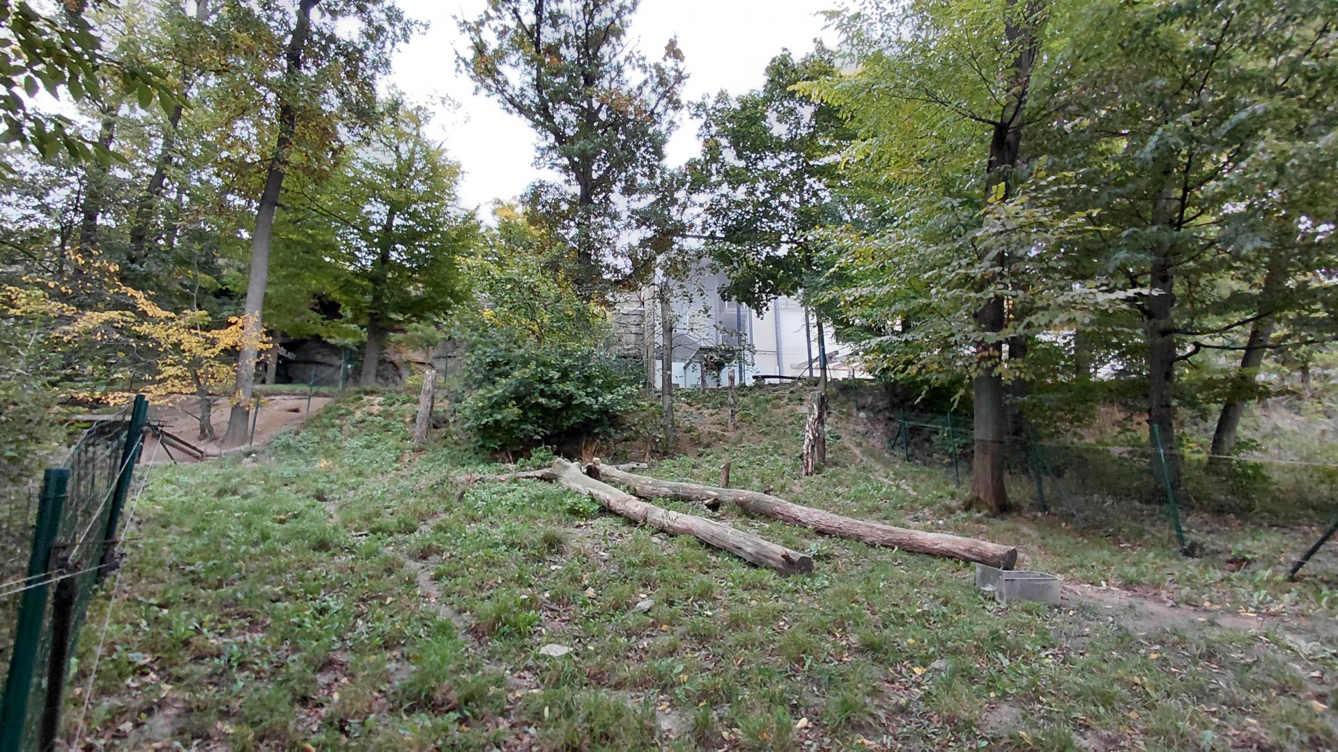 Coati outdoor exhibit