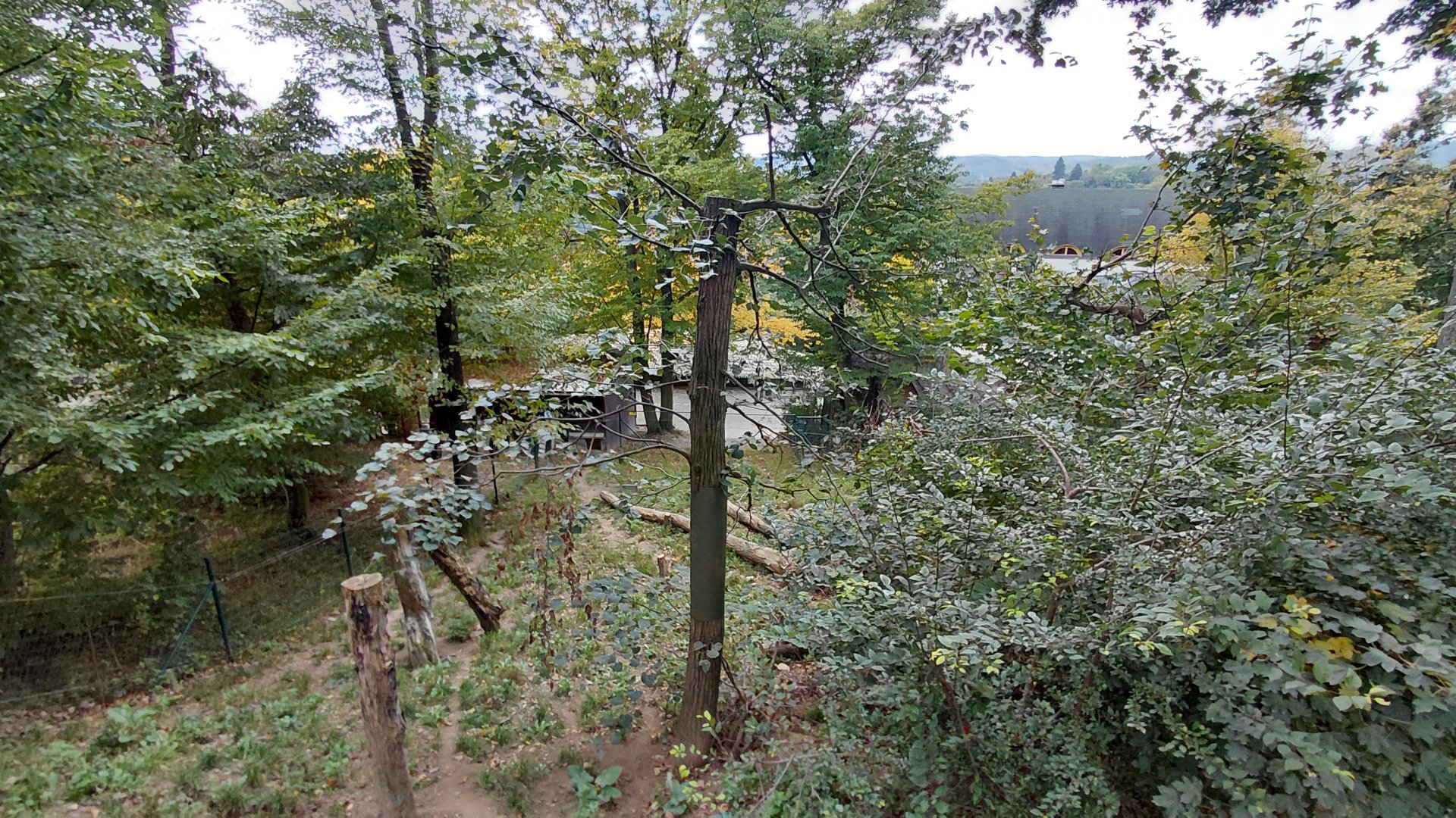 Coati outdoor exhibit