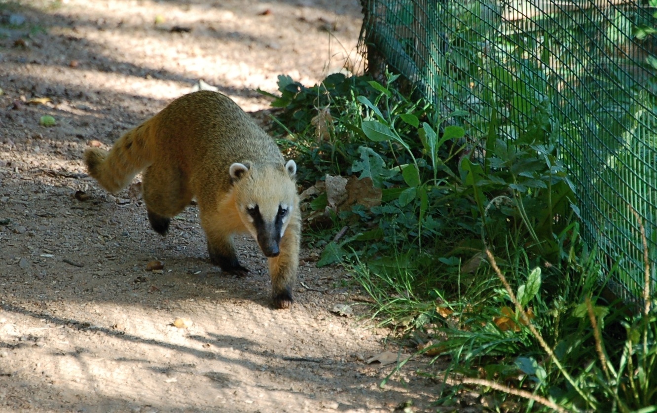 Coati outside of his enclosure in Pilsen Zoo I