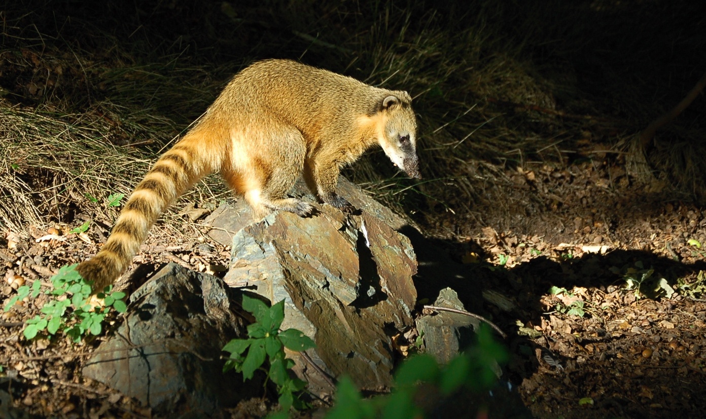 Coati outside of his enclosure in Pilsen Zoo II