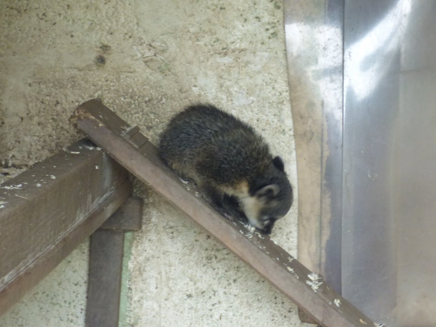 Coati Pup