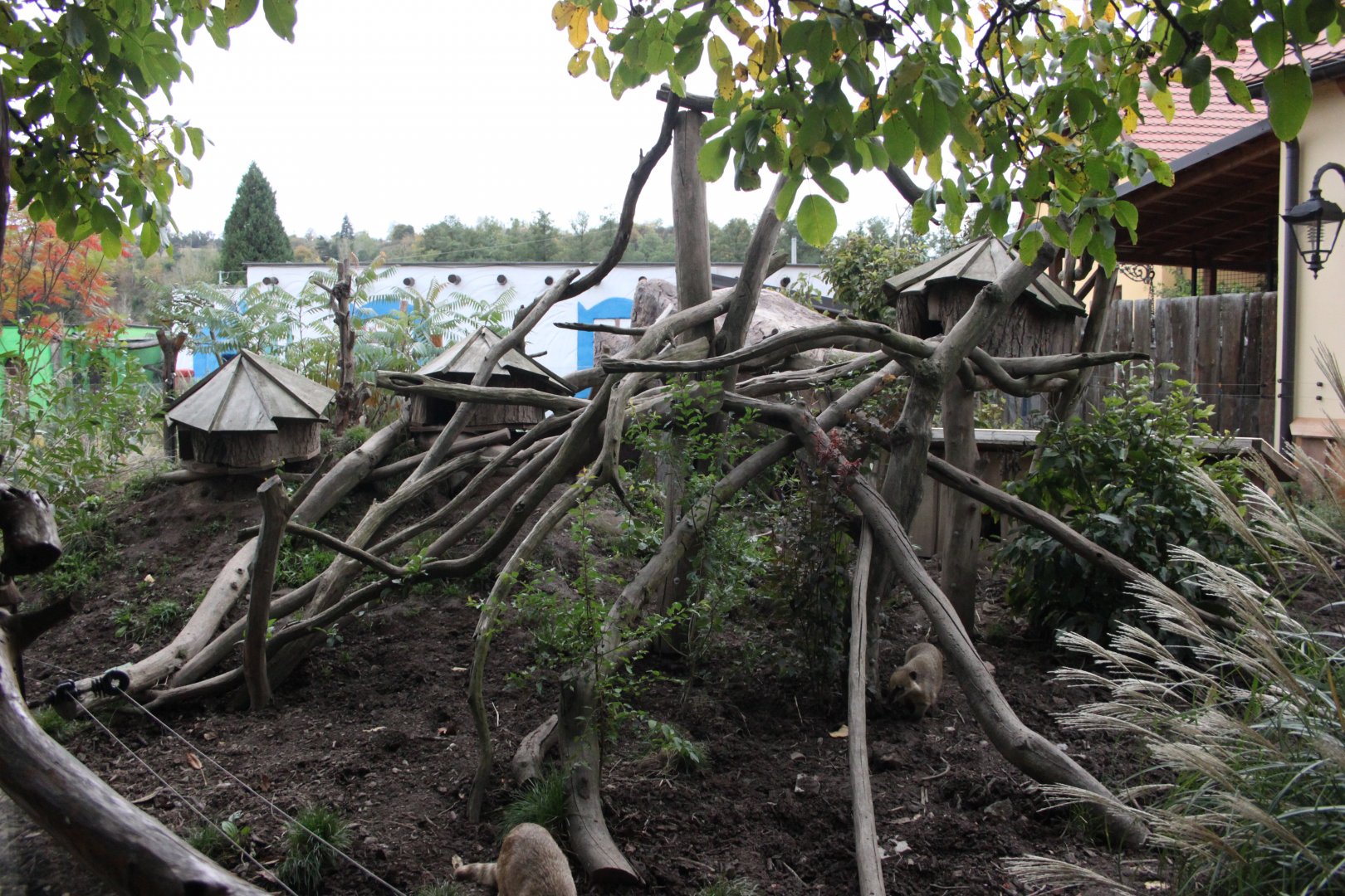 Coati + Racoon exhibit
