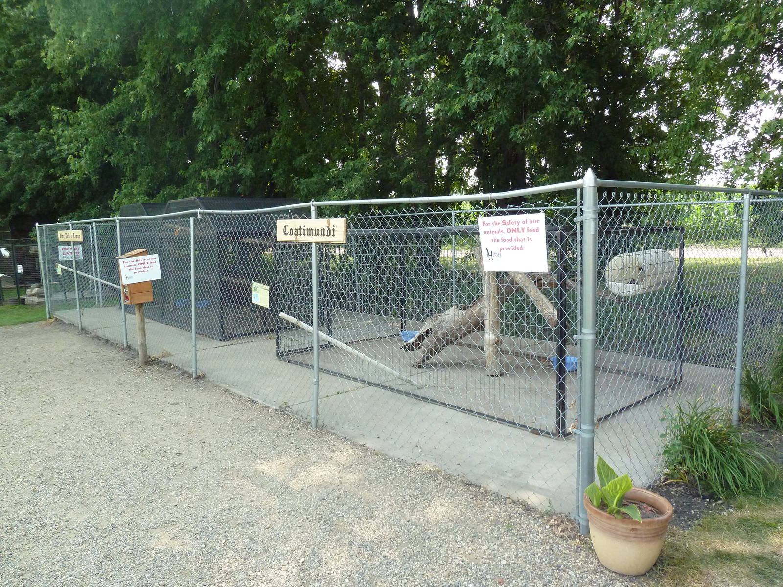 Coati + Ring-Tailed Lemur Exhibits