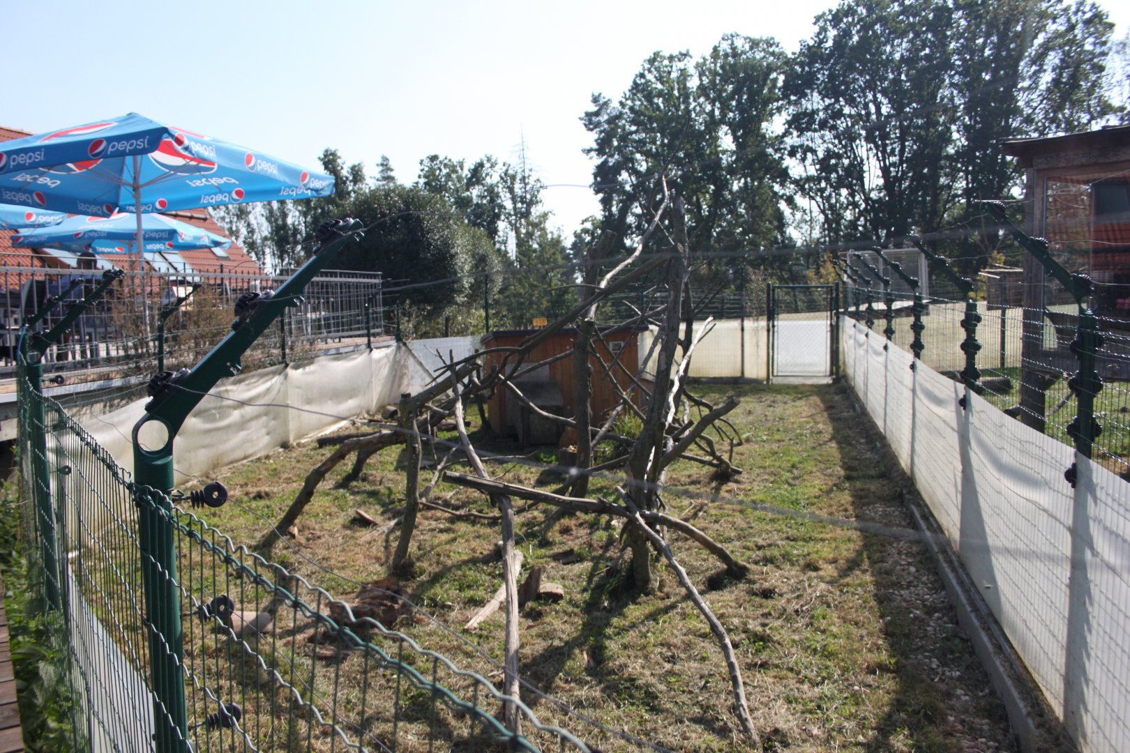Coati - second exhibit