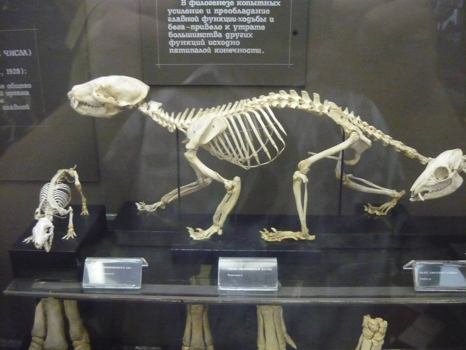Coati skeleton