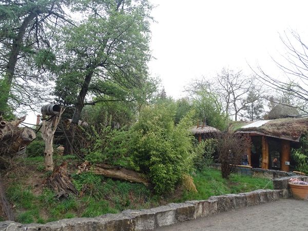 Coati / striped skunk enclosure