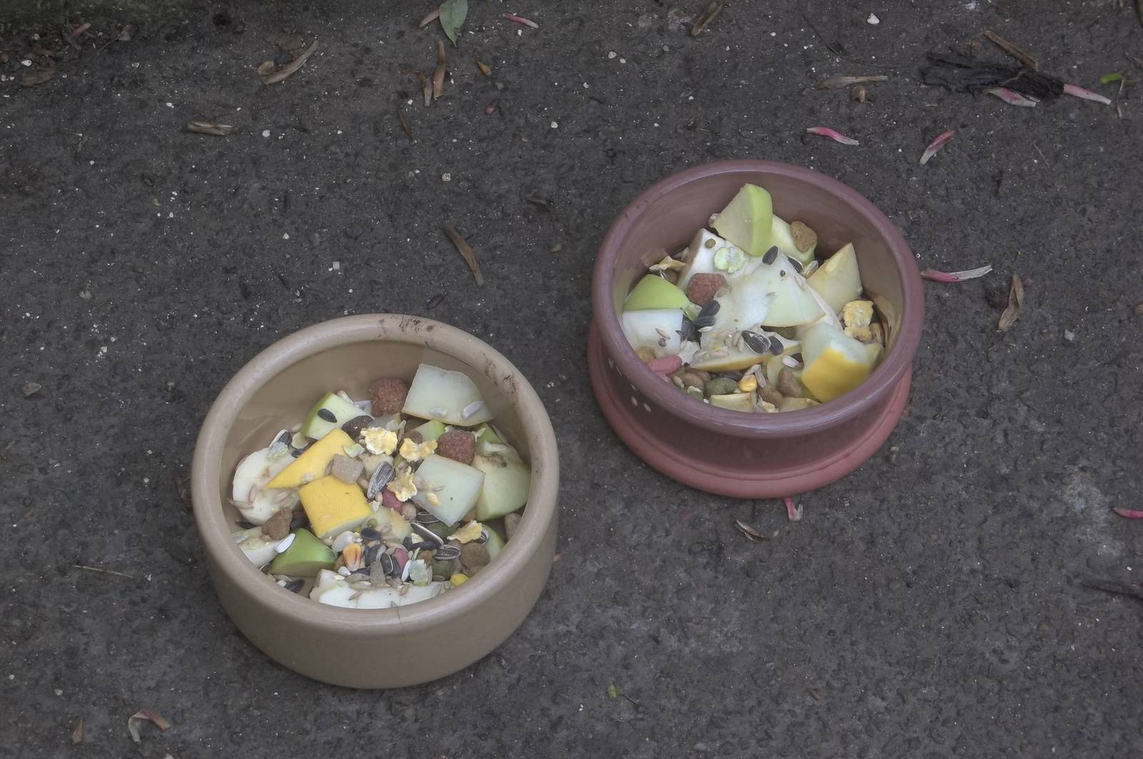 Coati tea time, 18th May 2015