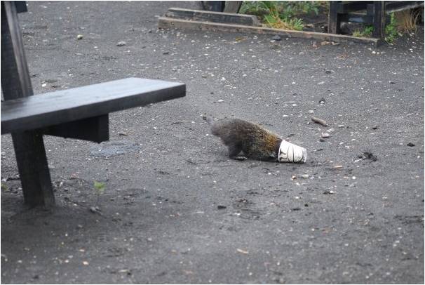 Coati with its head in a cup