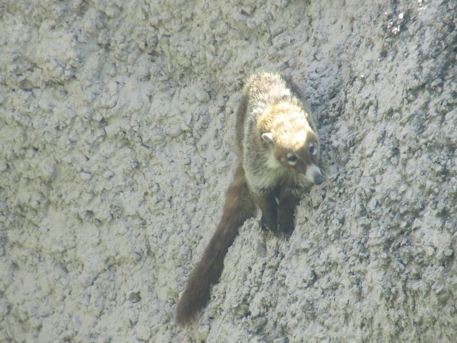 coati zoologico del altiplano