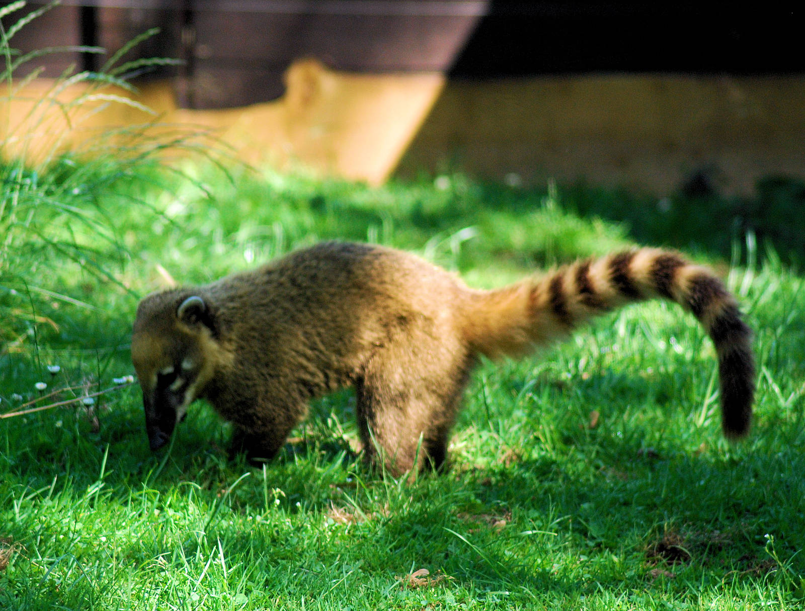 Coati