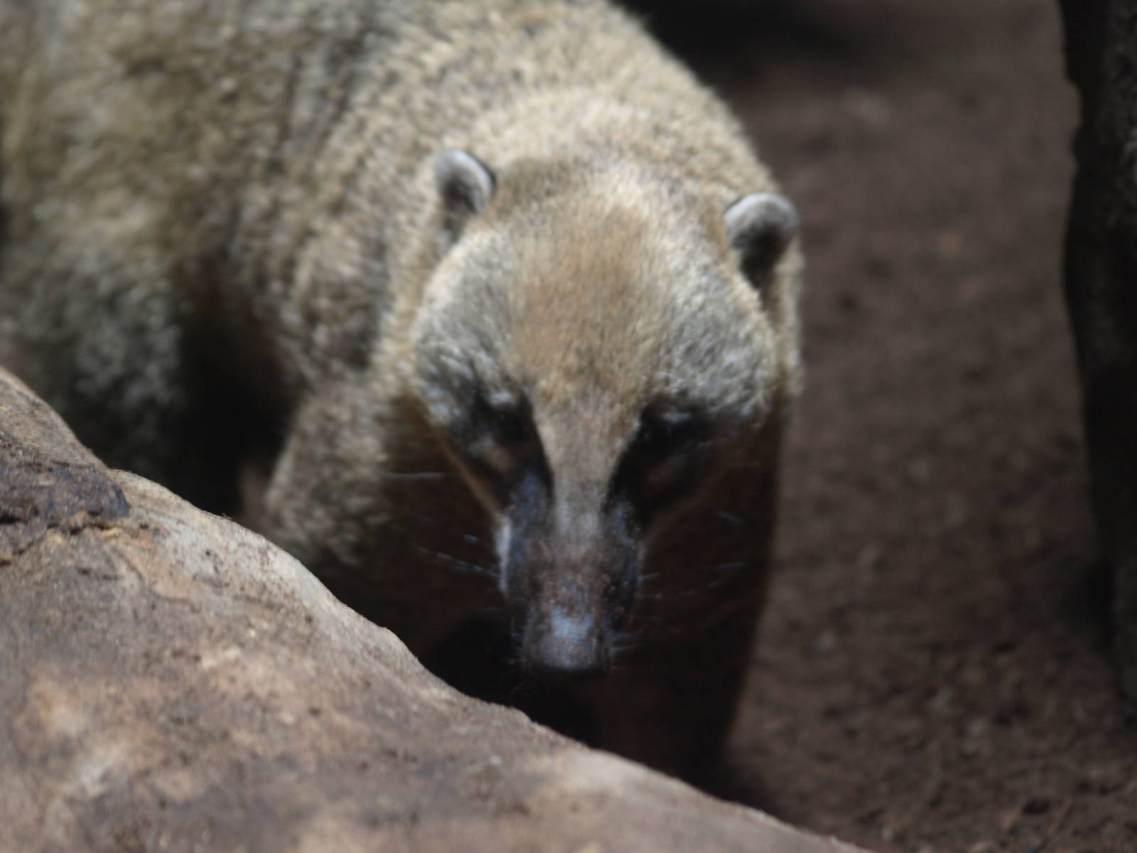 coati