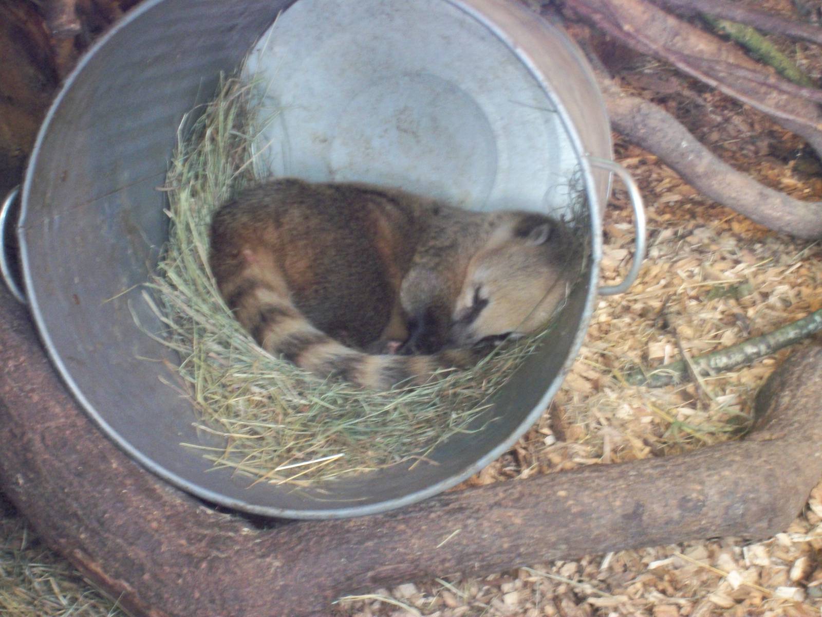 Coati