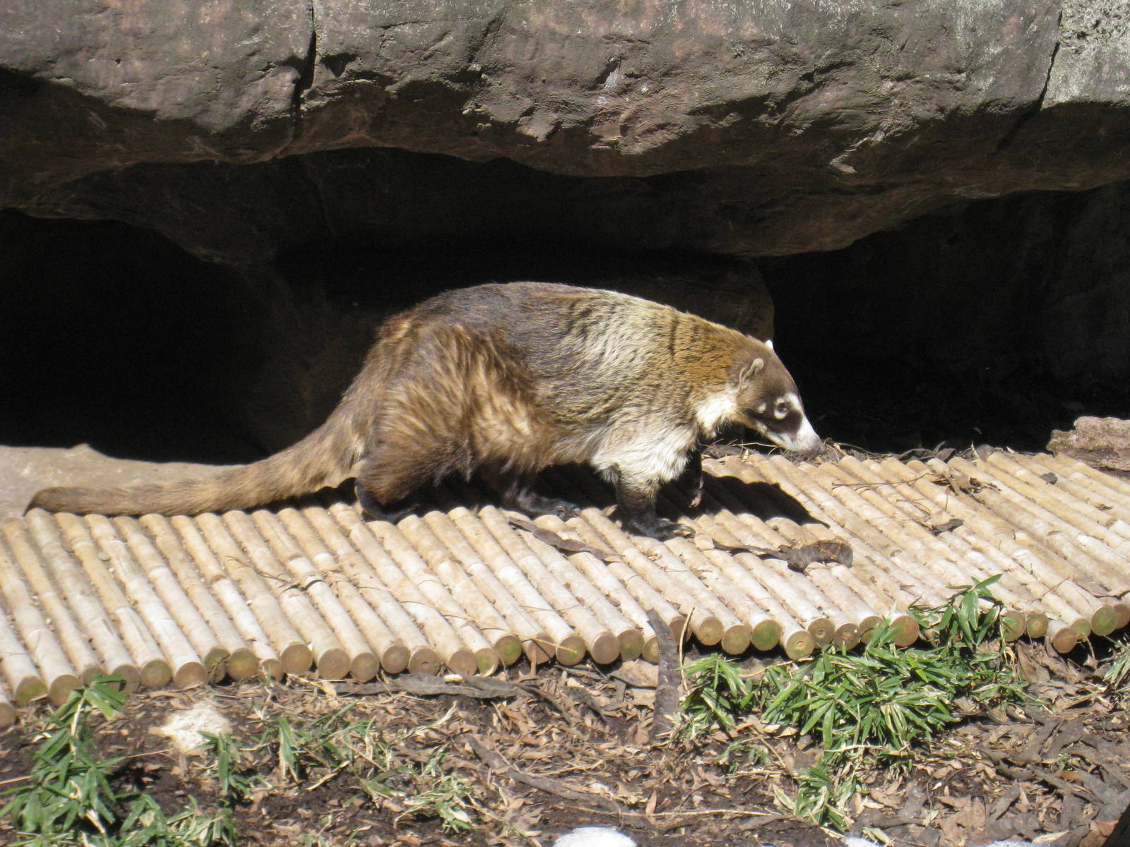 Coati