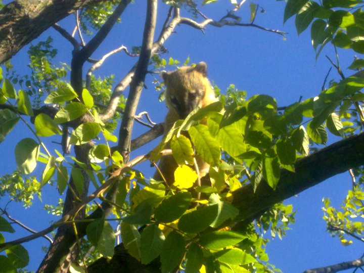 coati