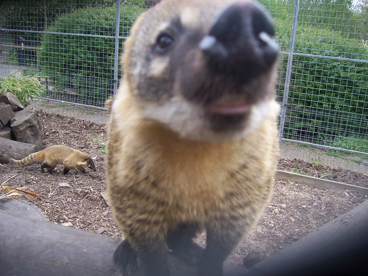 coati