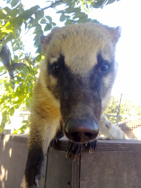 coati
