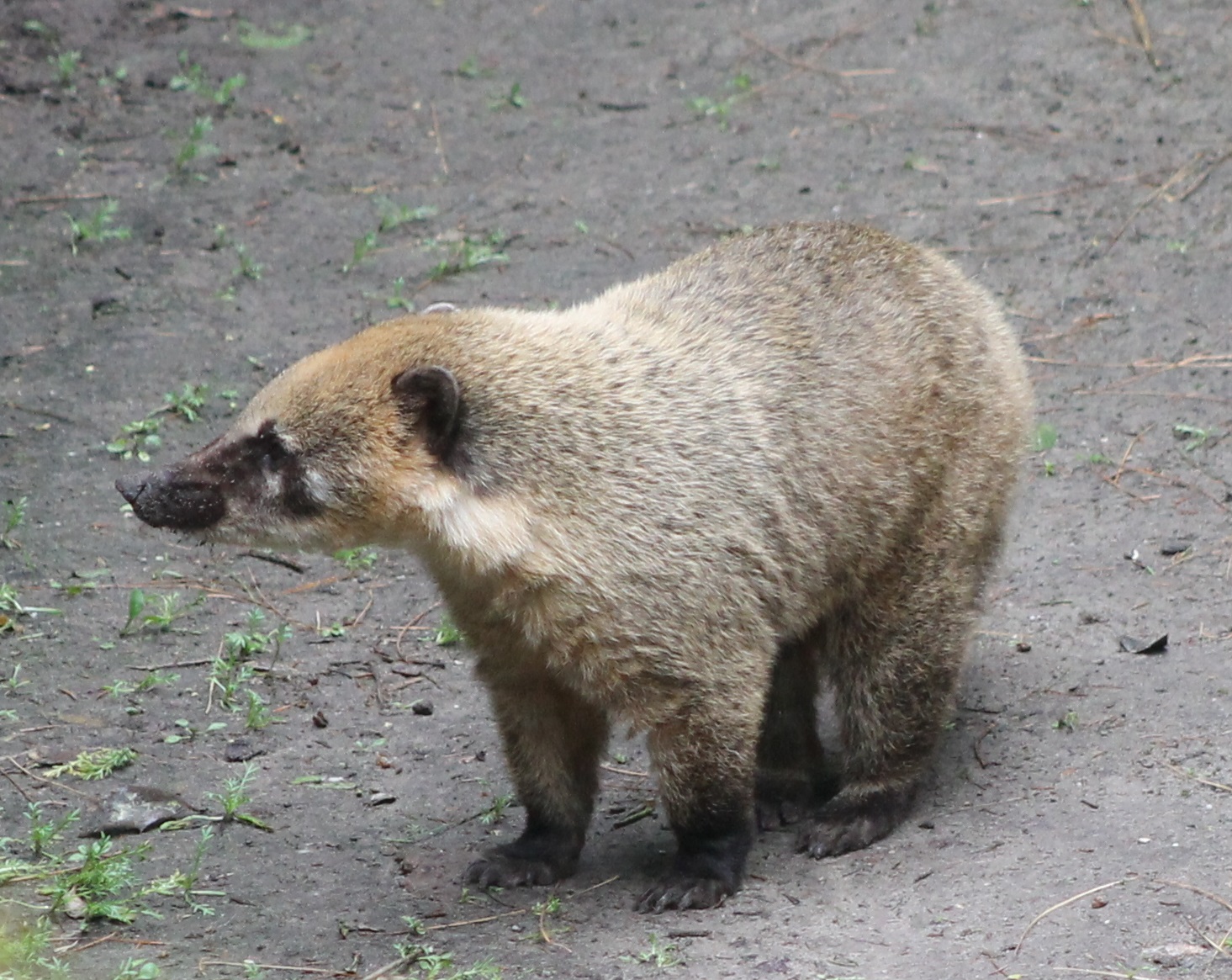 Coati