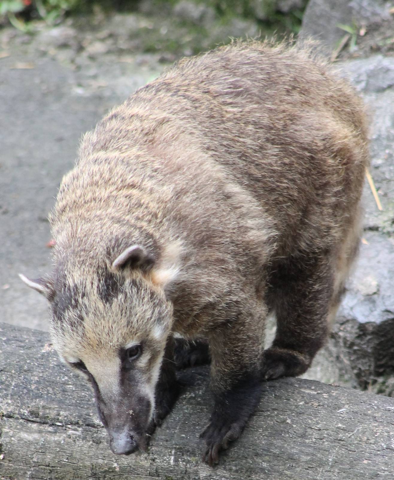 Coati