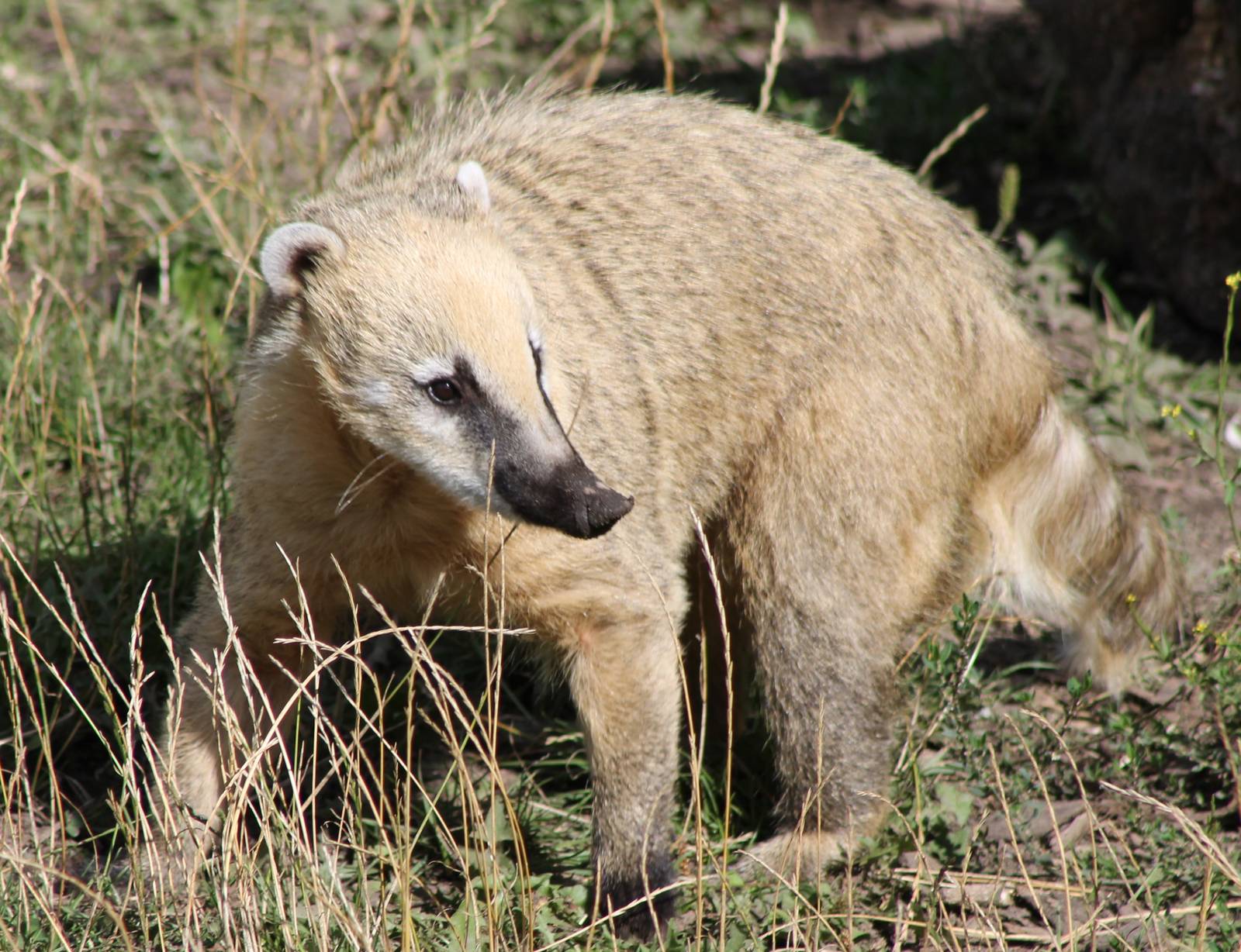 Coati