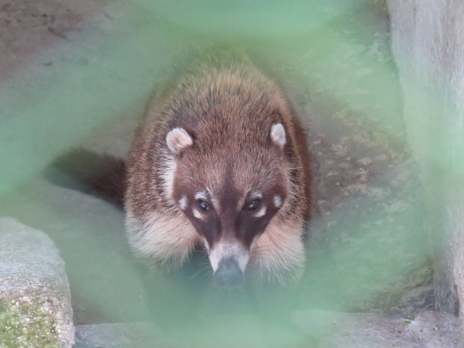 Coati