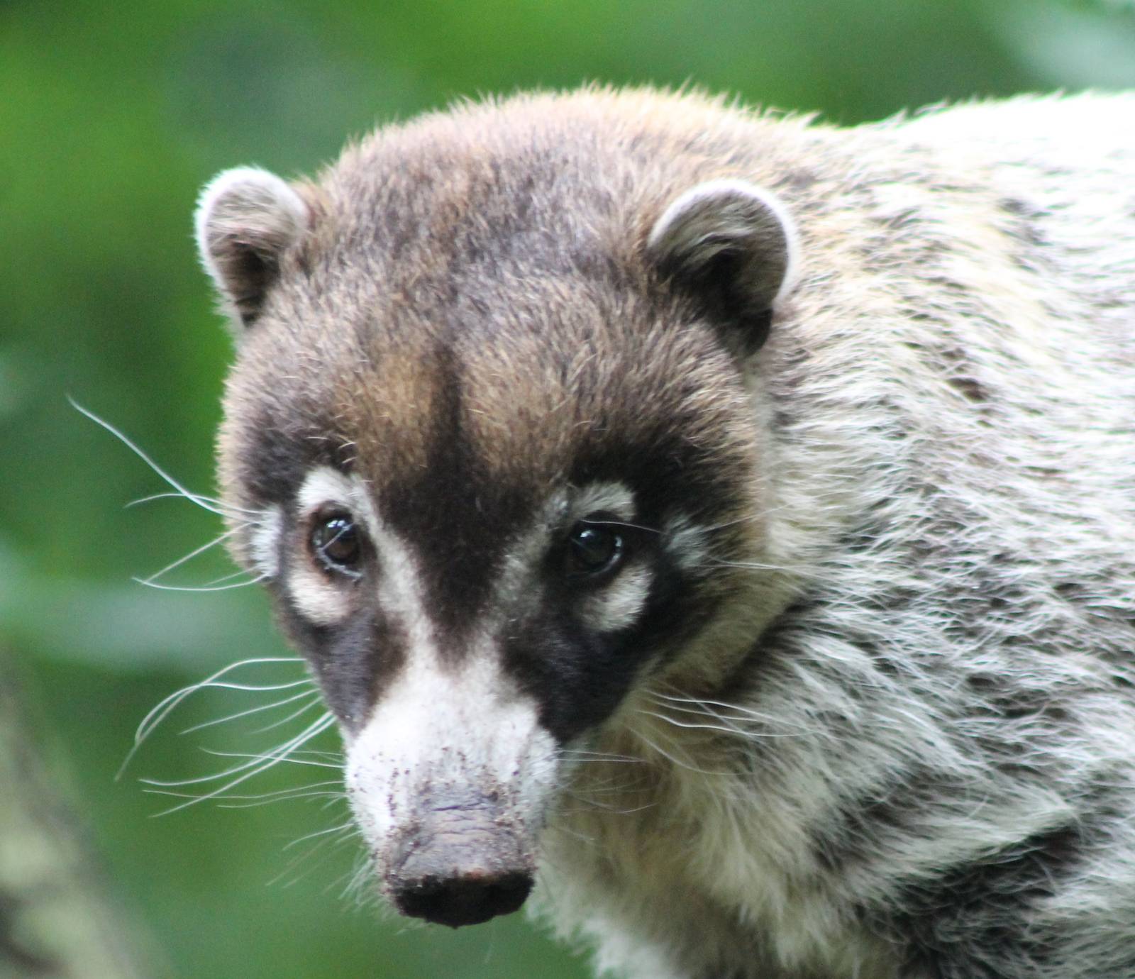 Coati