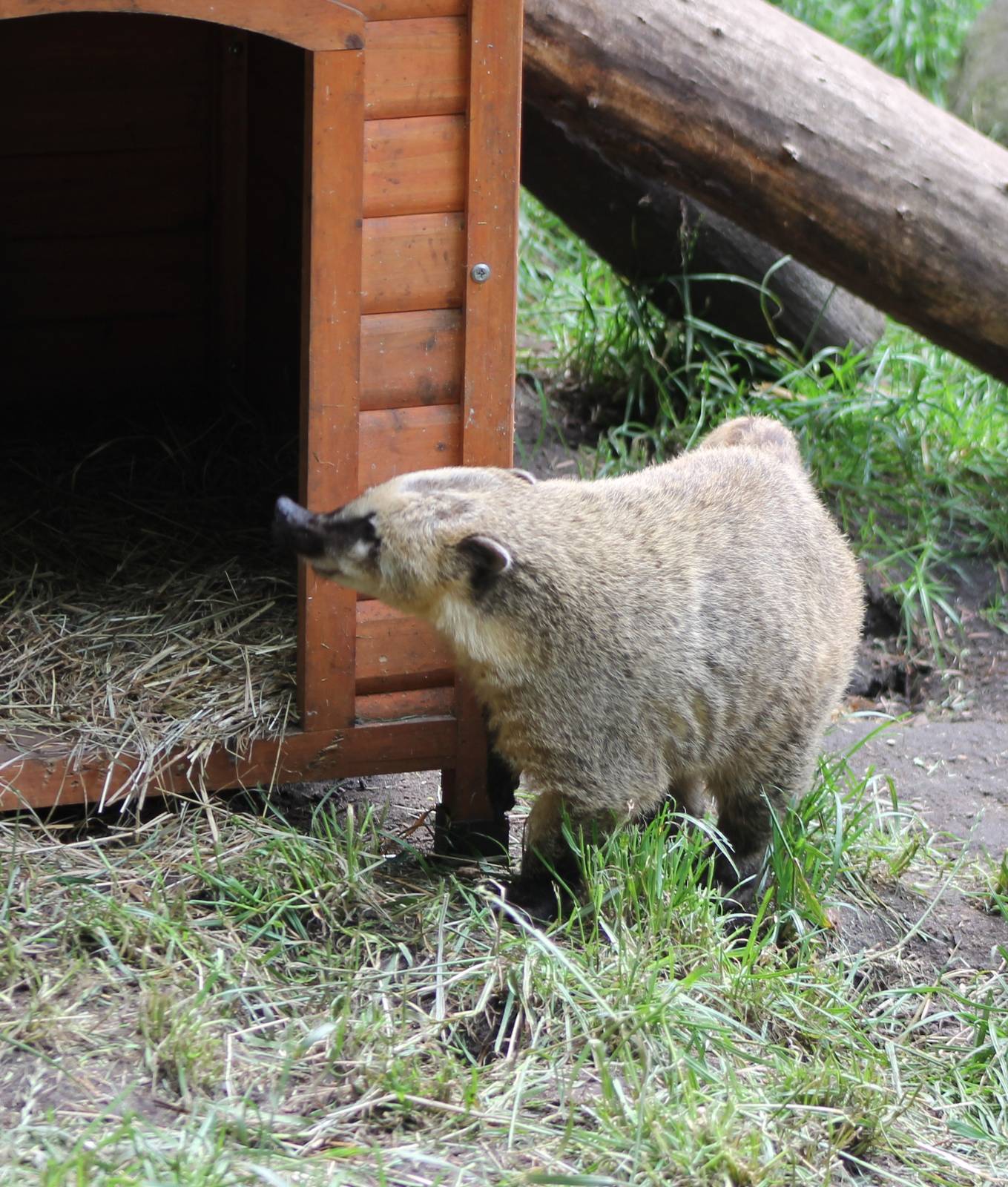 Coati