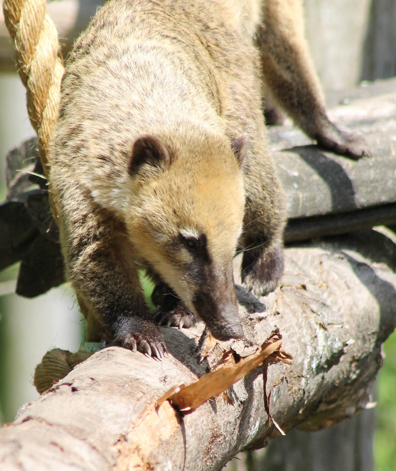 Coati