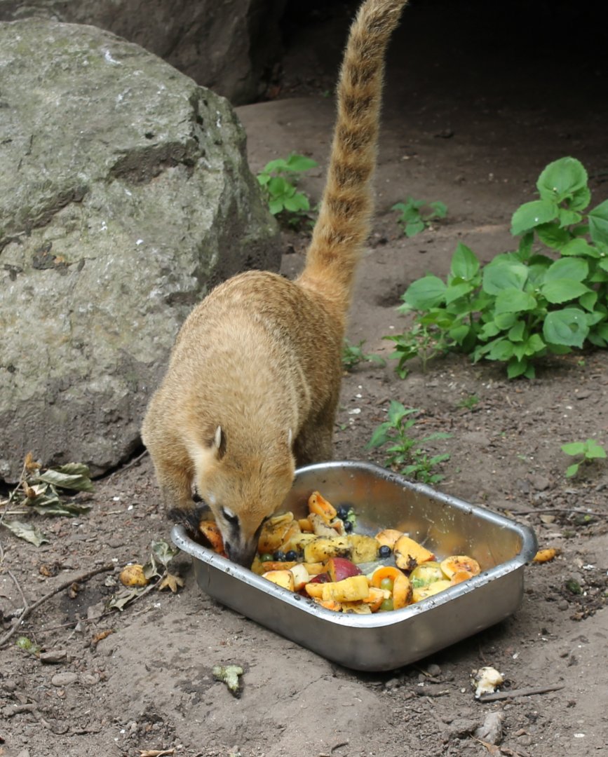 Coati