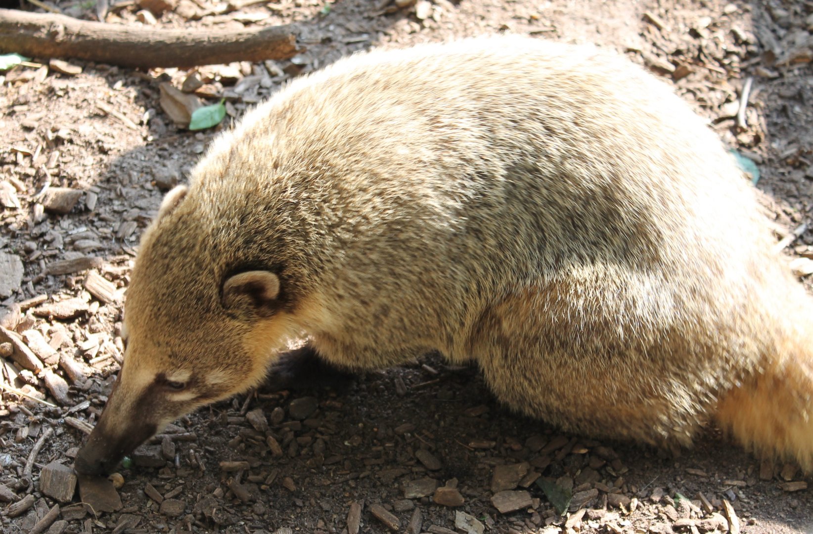 Coati